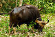 gaur