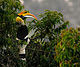 hornbill