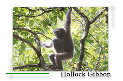 gibbon