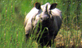 rhino