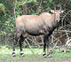 nilgai