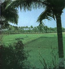 Paddy fields