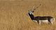 black buck antelope