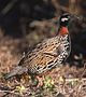 black francolin