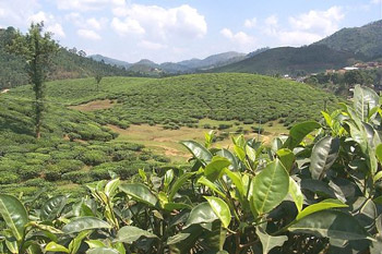 Tea Plantation