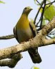 green pigeon