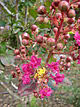 Lagerstroemia speciosa