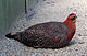 tragopan