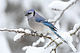 blue jay