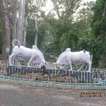 Pondicherry Botanical Gardens