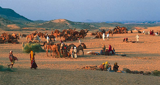 Pushkar,  Thar  Desert