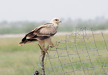 Tawny Eagle in  Tal Chapar