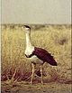 bustard