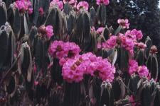 Rhododendron, State Flower of  Sikkim  