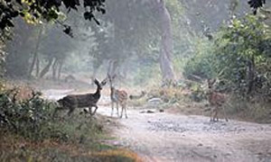 UTTARAKHAND