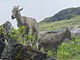 nilgiri Tahr