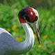 Sarus Crane