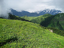 A PICTURESQUE  MEADOW