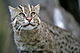 fishing cat