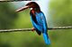 White-throated kingfisher