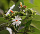 Night flowering jasmine