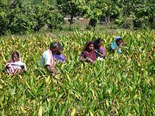 HERBAL  FARMING, GULBAKAWALI