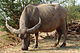 wild buffalo