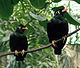 hill myna