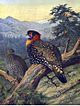 tragopan