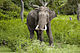 elephan