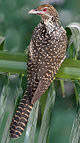 asian koel