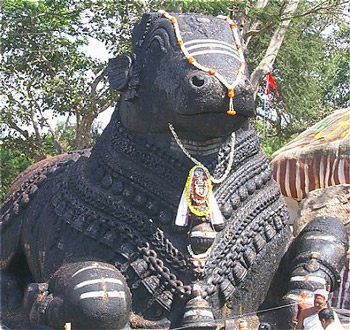 Nandi bull