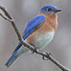indian roller