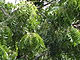 neem